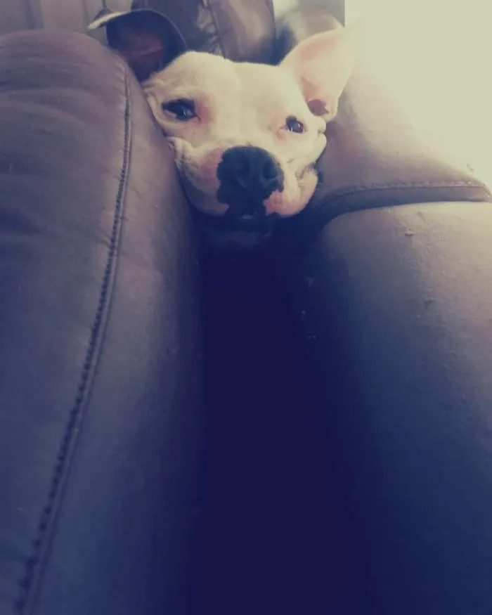 Cachorro ra a Staffordshire Bull Terrier/Pit idade 4 anos nome Baldur 