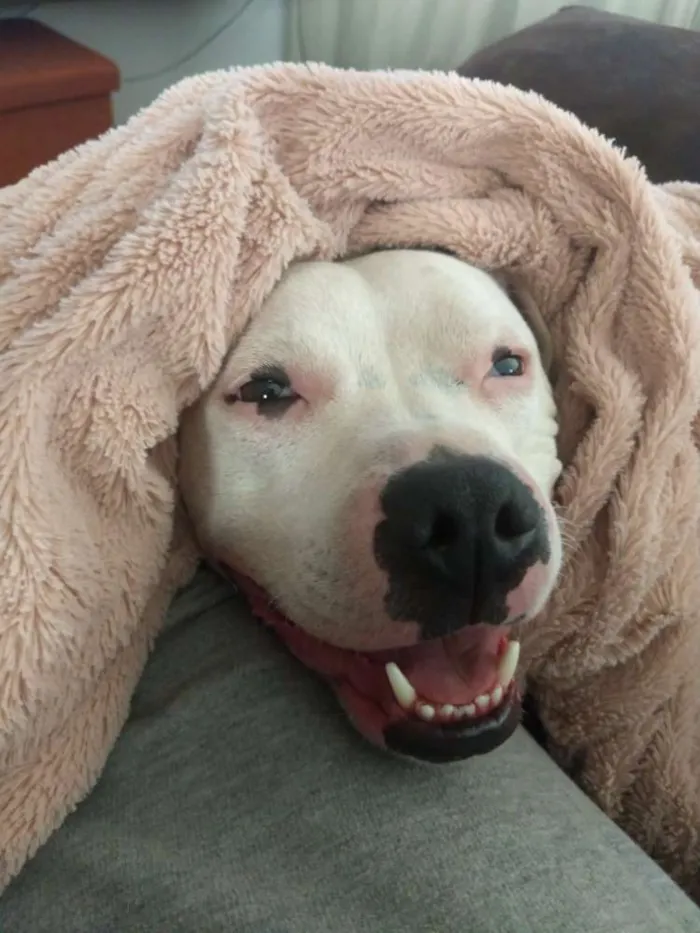 Cachorro ra a Staffordshire Bull Terrier/Pit idade 4 anos nome Baldur 