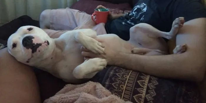 Cachorro ra a Staffordshire Bull Terrier/Pit idade 4 anos nome Baldur 