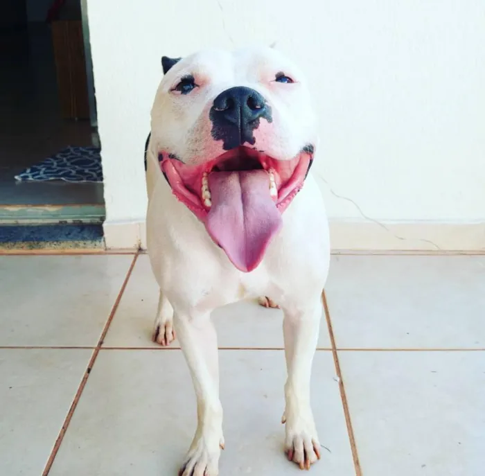 Cachorro ra a Staffordshire Bull Terrier/Pit idade 4 anos nome Baldur 
