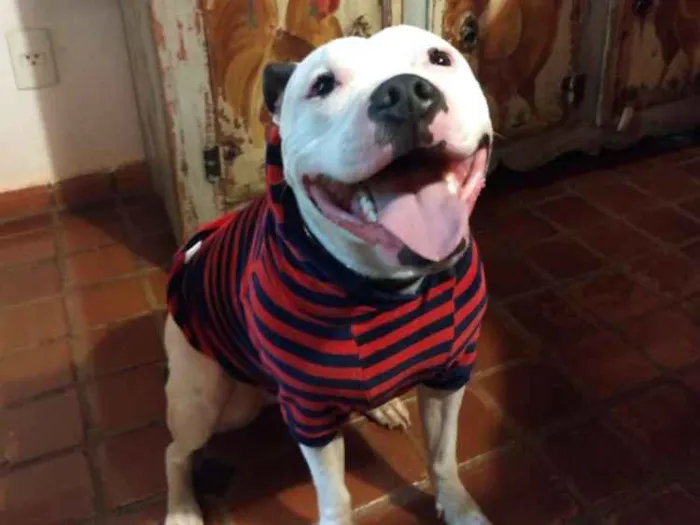 Cachorro ra a Staffordshire Bull Terrier/Pit idade 4 anos nome Baldur 