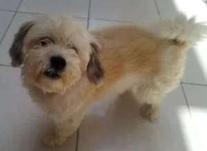 Cachorro raça Misturado vira-lata/ puldo idade 1 ano nome Frederico António