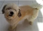 Cachorro raça Misturado vira-lata/ puldo idade 1 ano nome Frederico António