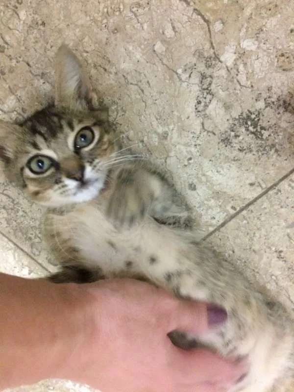 Gato ra a srd idade 2 a 6 meses nome Bento