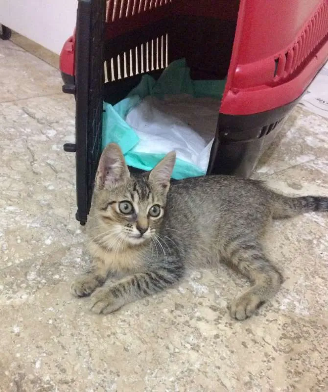 Gato ra a srd idade 2 a 6 meses nome Bento