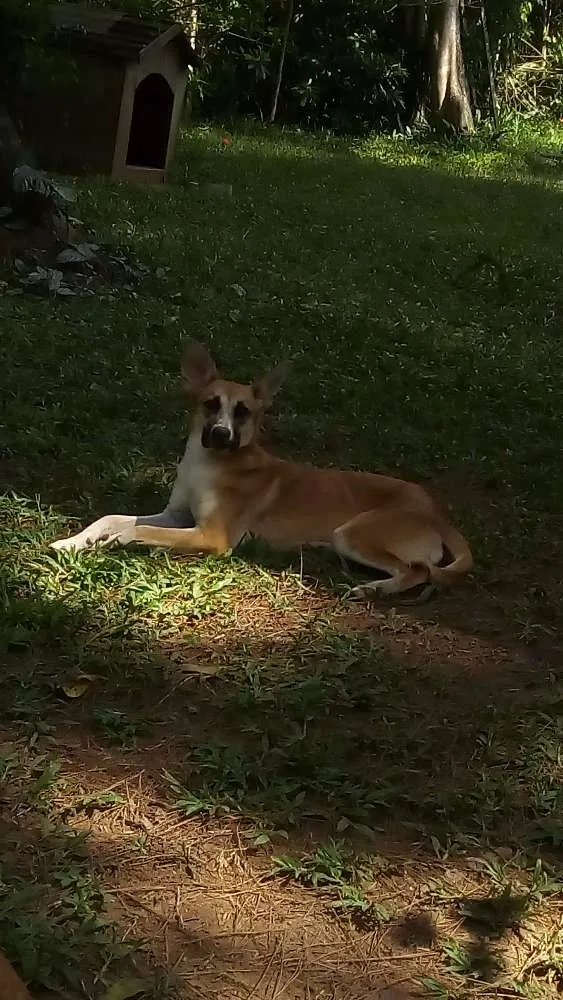 Cachorro ra a Sem raça definida idade 7 a 11 meses nome Botas