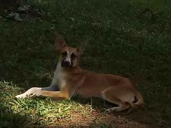 Cachorro ra a Sem raça definida idade 7 a 11 meses nome Botas