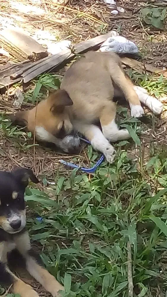 Cachorro ra a Sem raça definida idade 2 a 6 meses nome Não tem 