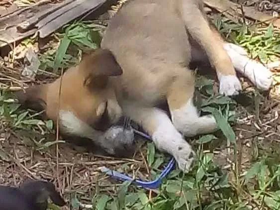 Cachorro ra a Sem raça definida idade 2 a 6 meses nome Não tem 