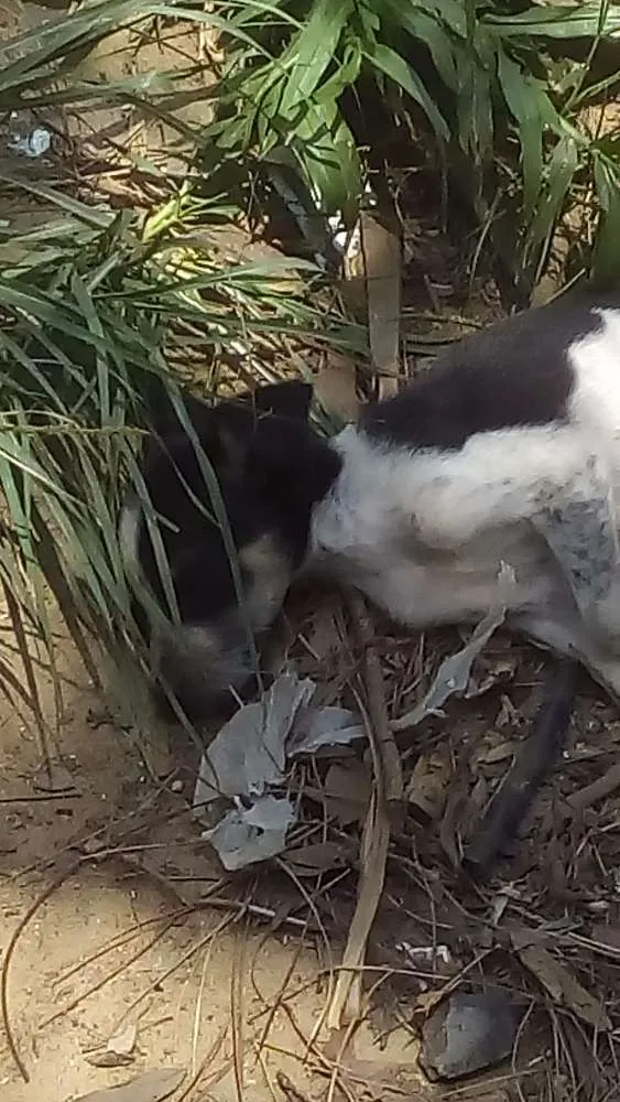 Cachorro ra a Sem raça definida idade 2 a 6 meses nome Não tem 