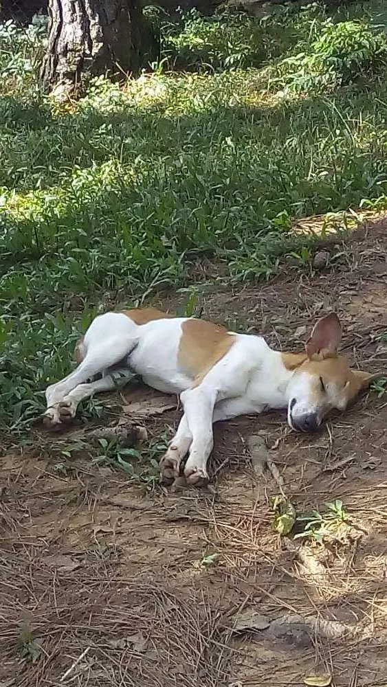 Cachorro ra a Sem raça definida idade 7 a 11 meses nome Batatinha 