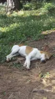 Batatinha