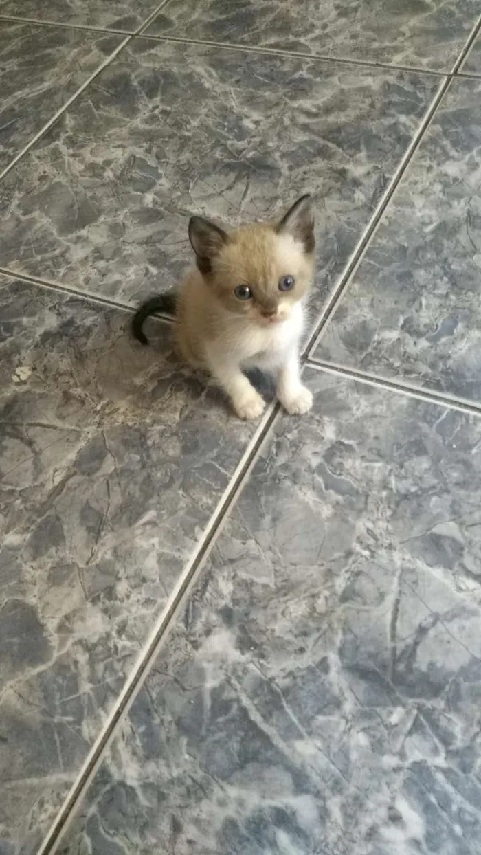 Gato ra a Srd idade 2 a 6 meses nome Filhotes