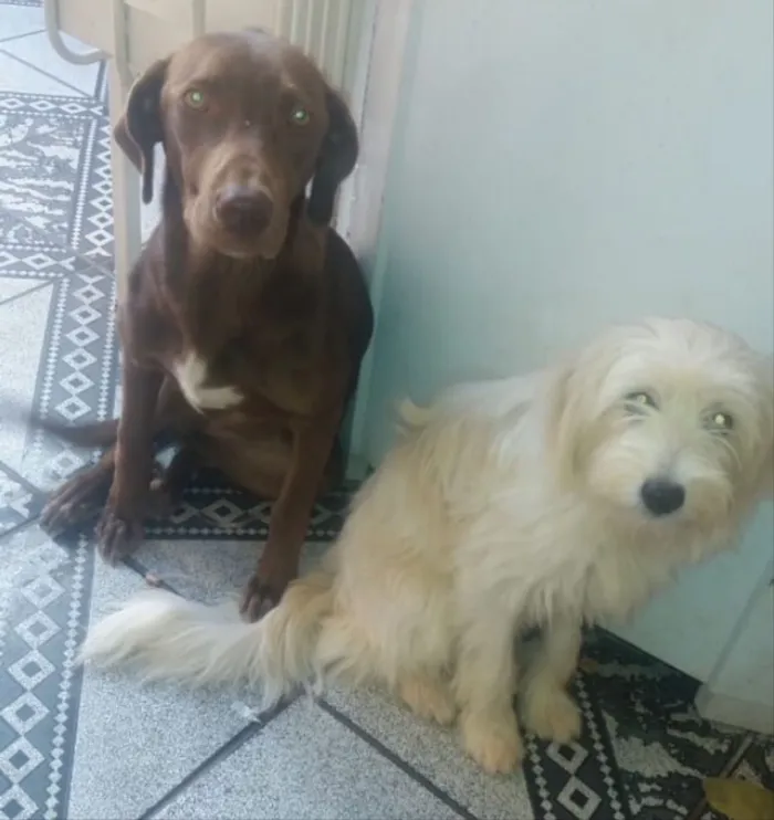 Cachorro ra a Labradora e mestiça  idade 1 ano nome Bel e Lua 