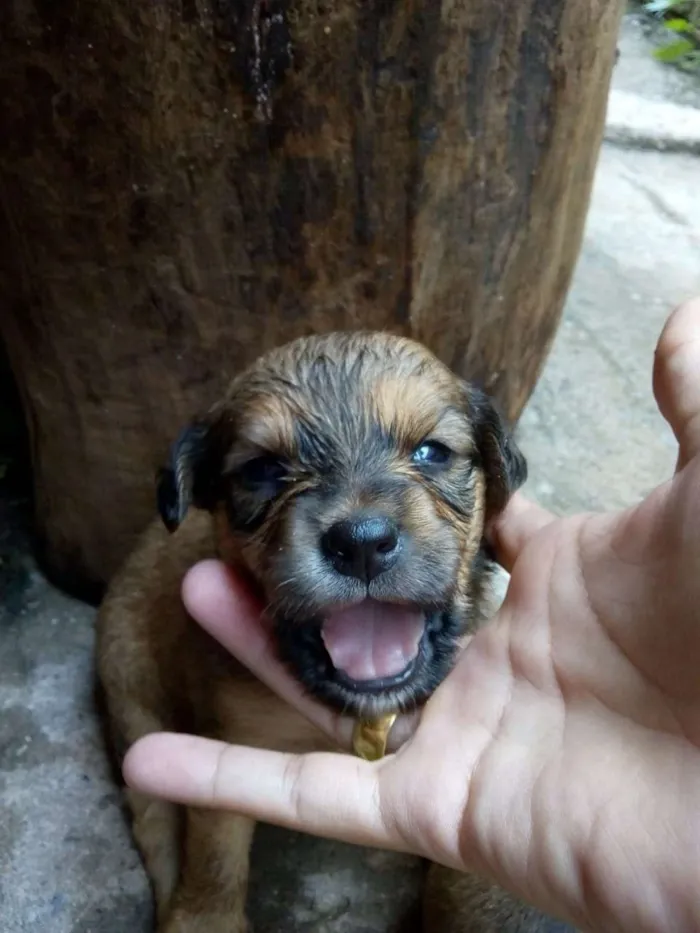 Cachorro ra a vira com labrador idade Abaixo de 2 meses nome filhotes