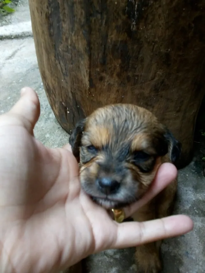 Cachorro ra a vira com labrador idade Abaixo de 2 meses nome filhotes