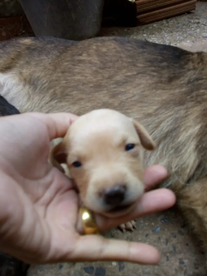 Cachorro ra a vira com labrador idade Abaixo de 2 meses nome filhotes