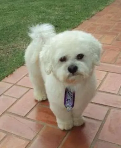 Cachorro ra a Poodle idade 6 ou mais anos nome Kira/ Toffe