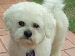 Cachorro ra a Poodle idade 6 ou mais anos nome Kira/ Toffe
