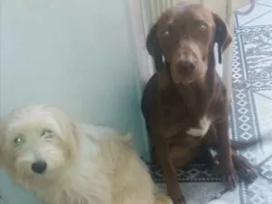 Cachorro raça Labradora e mestiça  idade 1 ano nome Bel e Lua 