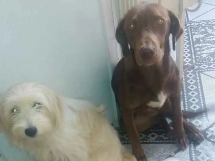 Cachorro ra a Labradora e mestiça  idade 1 ano nome Bel e Lua 