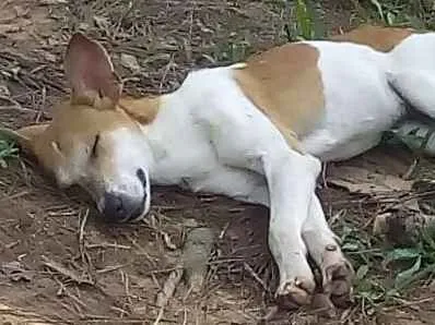 Cachorro ra a Sem raça definida idade 7 a 11 meses nome Batatinha 