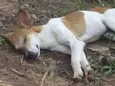 Batatinha