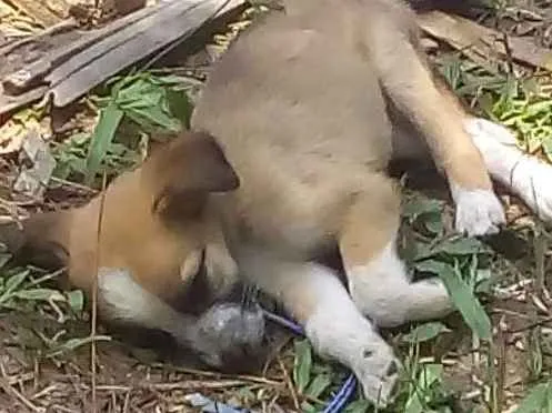 Cachorro ra a Sem raça definida idade 2 a 6 meses nome Não tem 