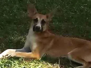 Cachorro raça Sem raça definida idade 7 a 11 meses nome Botas