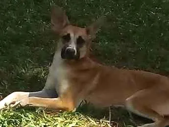 Cachorro ra a Sem raça definida idade 7 a 11 meses nome Botas