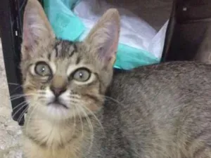 Gato raça srd idade 2 a 6 meses nome Bento