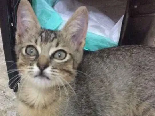 Gato ra a srd idade 2 a 6 meses nome Bento
