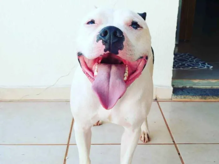 Cachorro ra a Staffordshire Bull Terrier/Pit idade 4 anos nome Baldur 