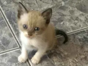 Gato raça Srd idade 2 a 6 meses nome Filhotes