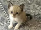 Gato raça Srd idade 2 a 6 meses nome Filhotes