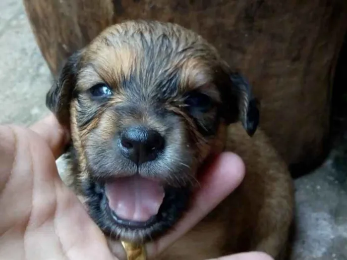 Cachorro ra a vira com labrador idade Abaixo de 2 meses nome filhotes