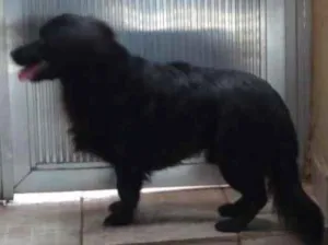 Cachorro raça Srd idade 3 anos nome Não sei