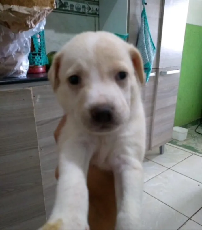 Cachorro ra a Mestiça de labrador  idade Abaixo de 2 meses nome Thor, Zeus e Kiara