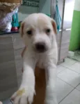 Thor, Zeus e Kiara