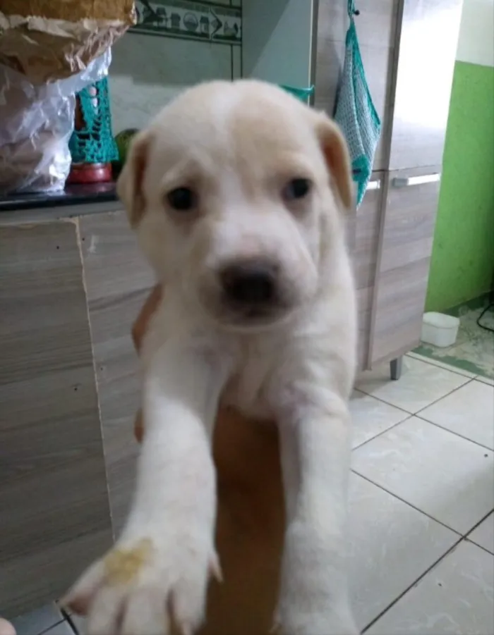 Cachorro ra a Mestiça de labrador  idade Abaixo de 2 meses nome Thor, Zeus e Kiara