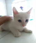 Floquinho, Dudu,Mila