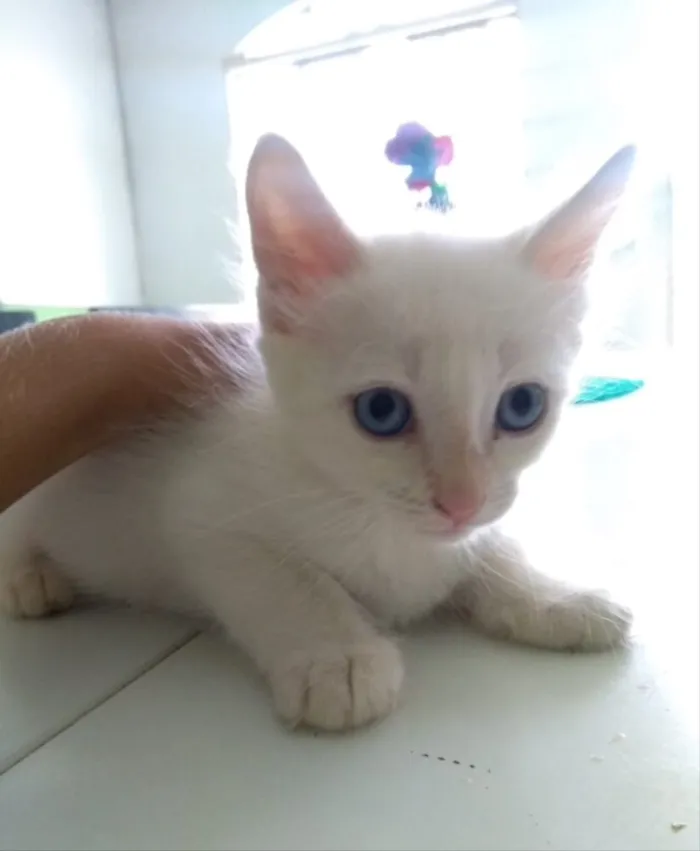 Gato ra a SRD idade 2 a 6 meses nome Floquinho, Dudu,Mila