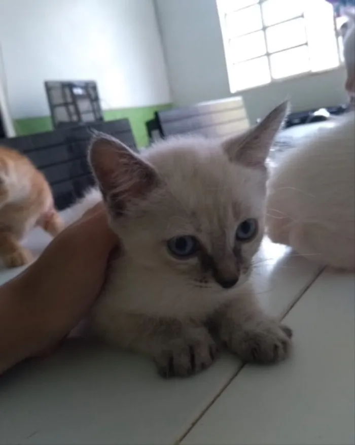 Gato ra a SRD idade 2 a 6 meses nome Floquinho, Dudu,Mila