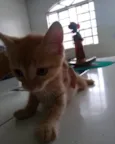 Floquinho, Dudu,Mila