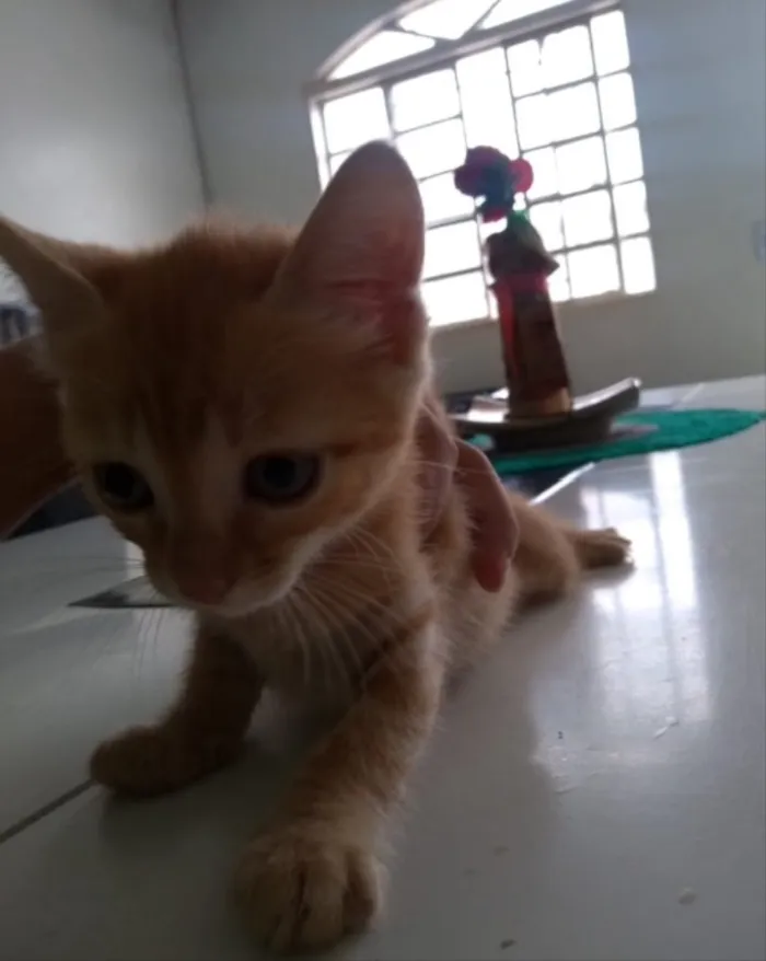 Gato ra a SRD idade 2 a 6 meses nome Floquinho, Dudu,Mila