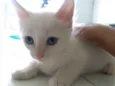 Floquinho, Dudu,Mila