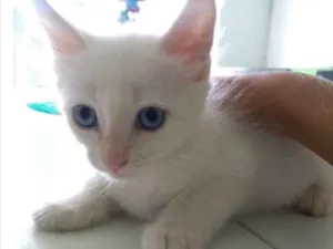 Gato raça SRD idade 2 a 6 meses nome Floquinho, Dudu,Mila