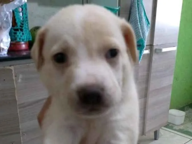 Cachorro ra a Mestiça de labrador  idade Abaixo de 2 meses nome Thor, Zeus e Kiara