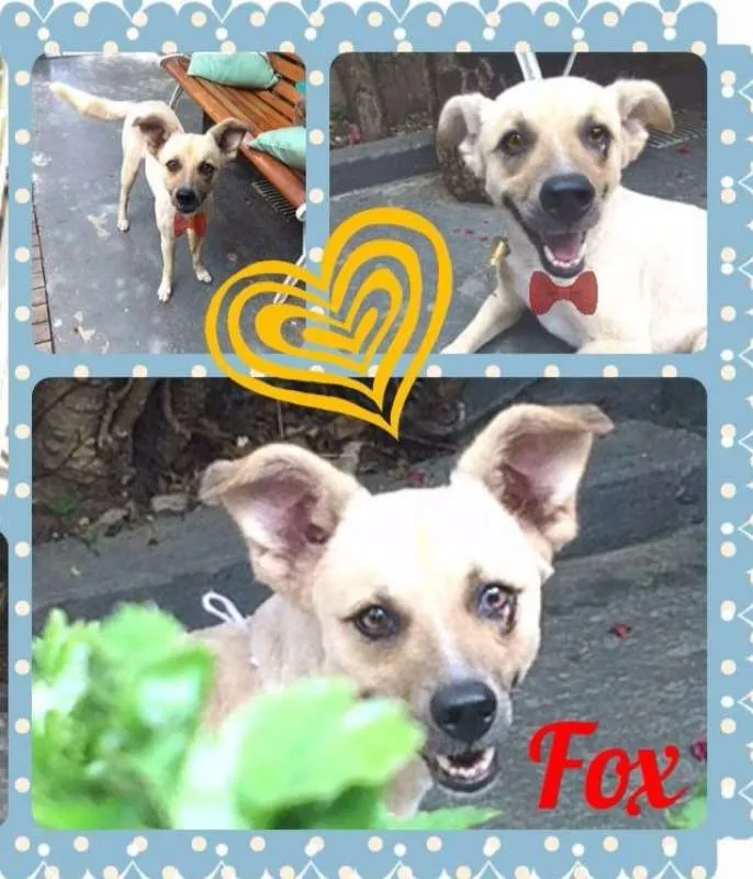 Cachorro ra a SRD idade 5 anos nome Fox
