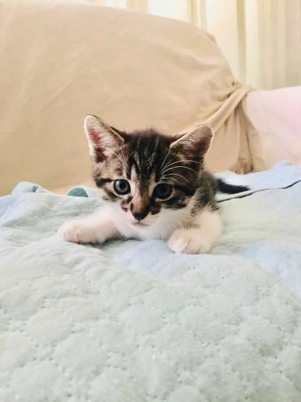 Gato ra a SRD idade 2 a 6 meses nome Patota Cats